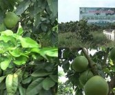 亚洲成片一区二区蜜柚: 蜜柚的独有魅力与美味探索