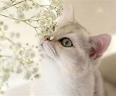 猫咪网站亚洲一区: 探索亚洲猫咪的无与伦比魅力与故事