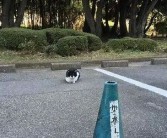 亚洲欧美日韩岛国一区: 探索亚洲岛国文化与景点之美