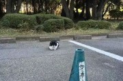 亚洲欧美日韩岛国一区: 探索亚洲岛国文化与景点之美
