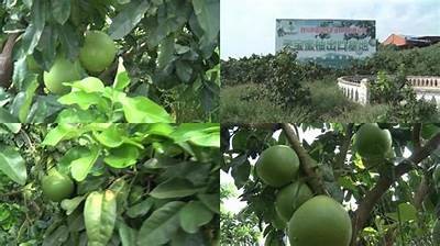 亚洲成片一区二区蜜柚: 蜜柚的无与伦比魅力与美味探索