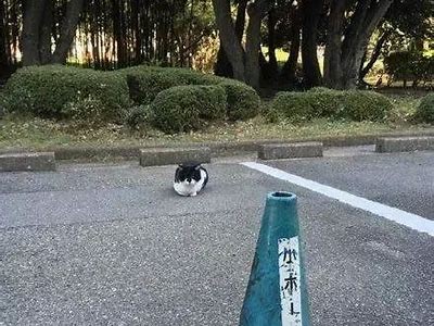 亚洲欧美日韩岛国一区: 探索亚洲岛国文化与景点之美
