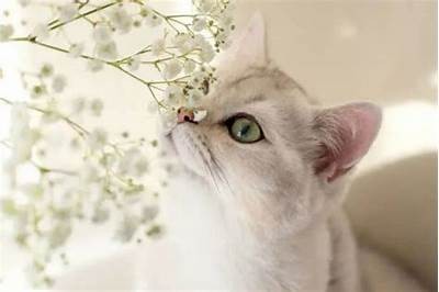 猫咪网站亚洲一区: 探索亚洲猫咪的独有魅力与故事