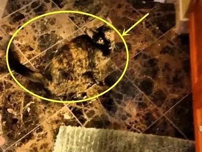 亚洲综合图文偷拍一区: 精彩瞬间尽在这里，快来围观！
